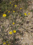 Maryland goldenaster